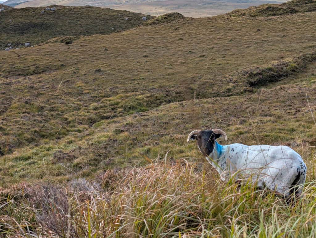 Schaap op Diamond Hill